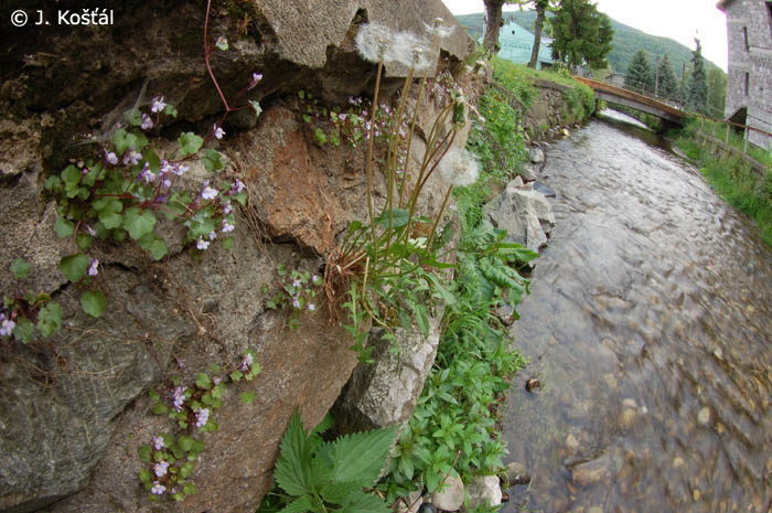 Detail obrázku